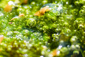 クローズアップレンズでミクロとマクロを軽快に往来する