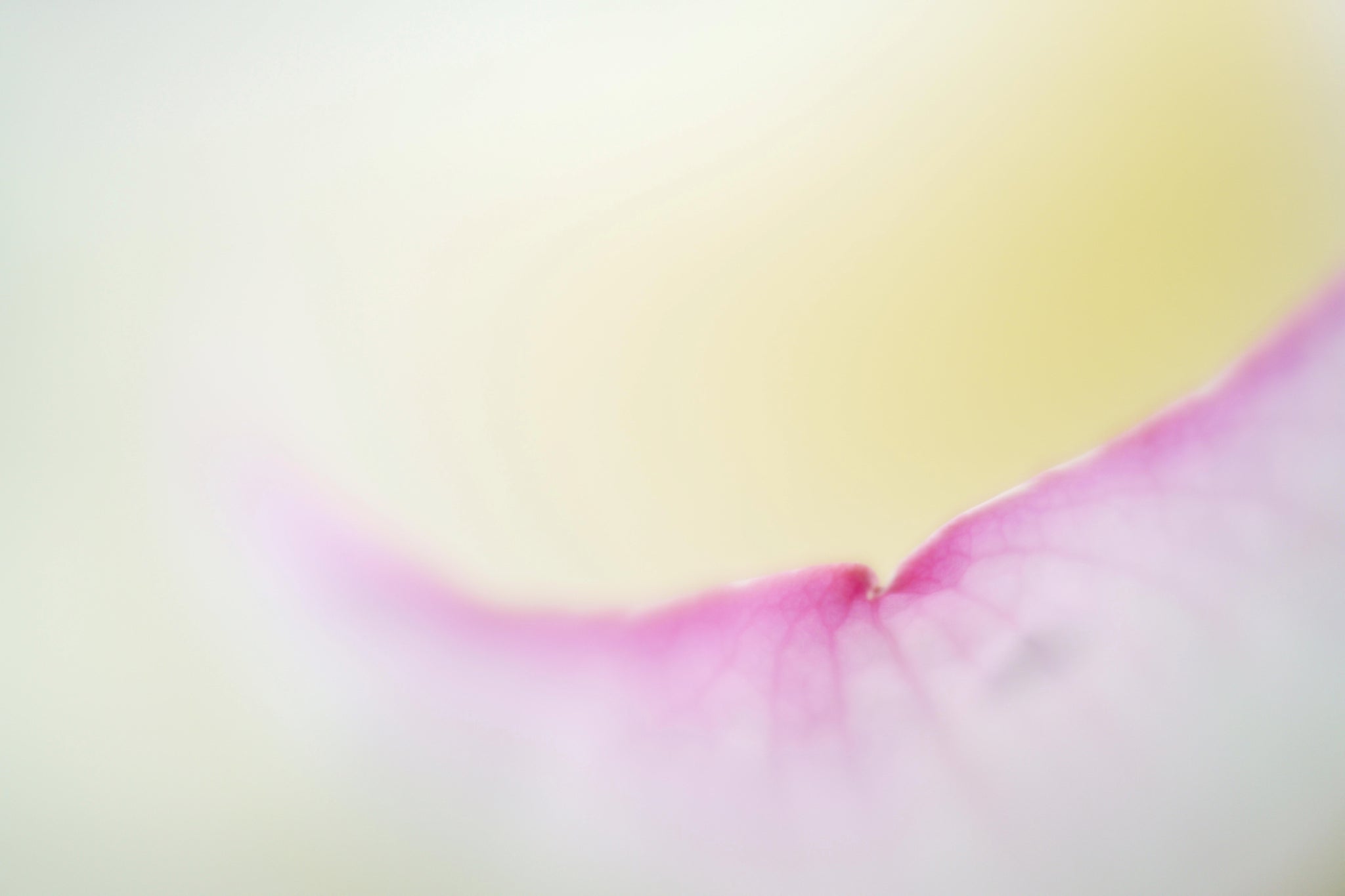 クローズアップレンズで撮る新たな「花」の世界