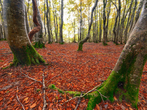 CPLフィルターで晩秋の森の色彩を撮る