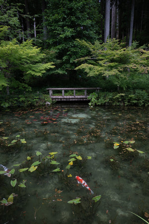 PLフィルターでモネの池を撮る