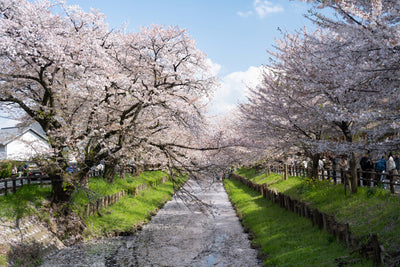 PLフィルターで桜並木を撮る