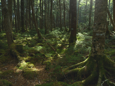 PLフィルターで苔の緑と木漏れ日の対比を際立たせる