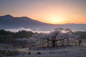 GNDフィルターで朝日と桜を撮る