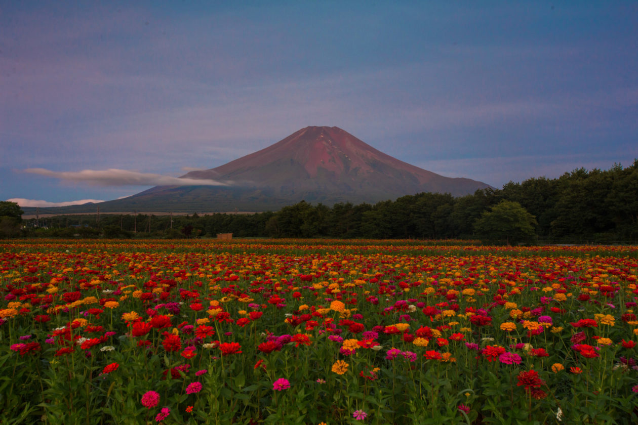 山中湖で赤富士&花畑を撮るワークショップ - クリエイターのための